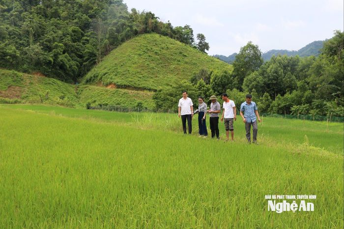 Cán bộ xã thăm ruộng, nắm bắt tình hình thiếu nước tưới ở Piêng Cu. Ảnh: T.P