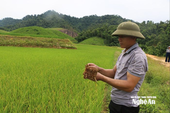 Lúa nghẹt rễ, nếu nắng nóng tiếp tục không có mưa thì rất dễ chết cháy. Ảnh: K.L
