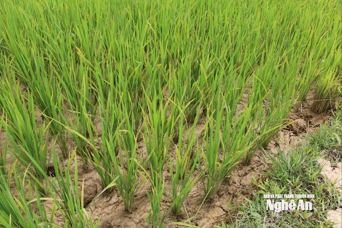 Lúa cháy ngọn, ruộng nẻ chân chim. Ảnh: T.P