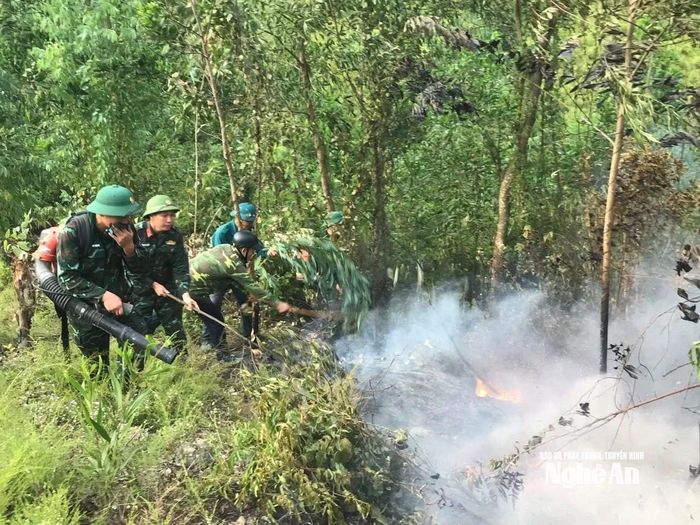 Đám cháy rừng đã kịp thời dập tắt. Ảnh: Ngọc Thăng