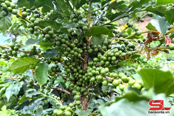 Vườn cà phê THA1 của HTX Cà phê Bích Thao Sơn La sai trĩu quả.