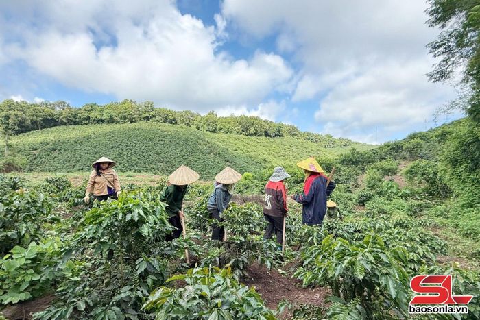 Vườn cà phê giống THA1 của HTX Cà phê Bích Thao Sơn La.