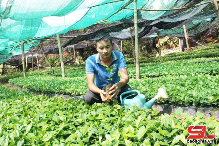 Vườn giống cà phê THA1 của HTX Cà phê Bích Thao Sơn La.