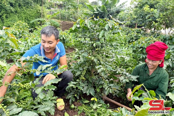 HTX Cà phê Bích Thao Sơn La hướng dẫn hộ kỹ thuật chăm sóc vườn cà phê.