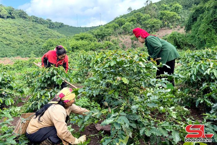 Làm cỏ cho vườn cà phê.