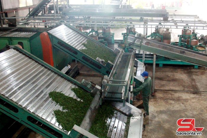 Công ty cổ phần Chè Chiềng Ve đầu tư dây chuyền sản xuất chè hiện đại.