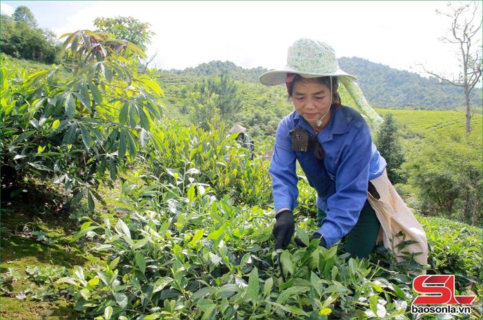Nông dân xã Chiềng Sơn thu hái chè.