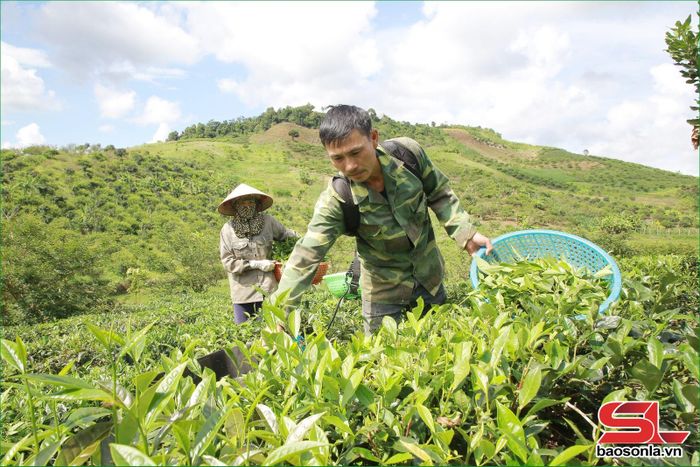 Nông dân bản Nặm Dên, xã Chiềng Sơn, thu hái chè.