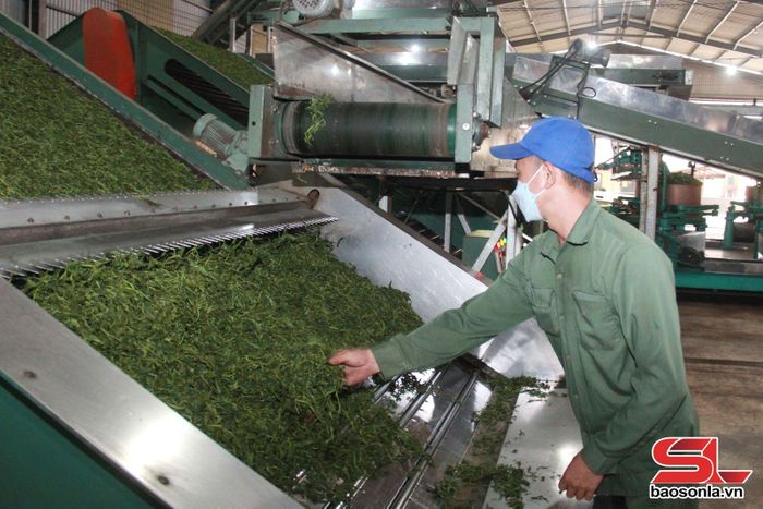 Dây chuyền chế biến chè của Cng ty cổ phần Chè Chiềng Ve.