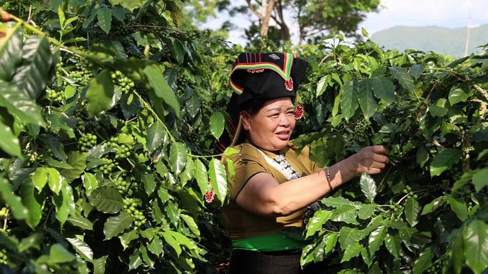 Nông dân xã Mường Ảng chăm sóc cà phê.