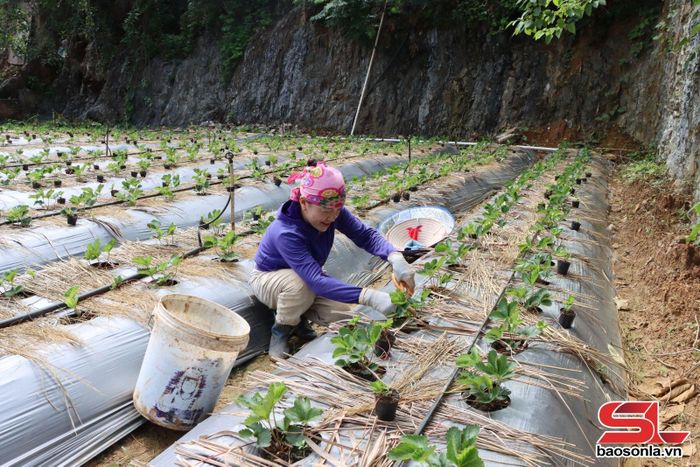 Nhân dân tiểu khu 8, xã Tà Hộc, chăm sóc dâu tây.