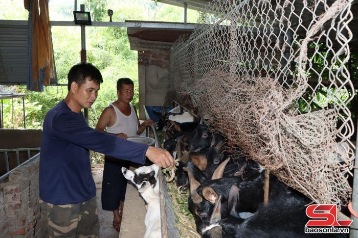 Nông dân xã Tà Hộc nuôi dê hàng hóa.