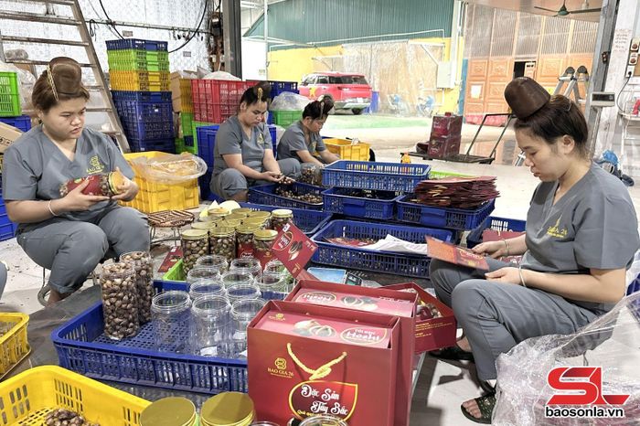 Công nhân Công ty TNHH Bảo Gia 26 đóng gói sản phẩm tỏi đen Hoshi. 
