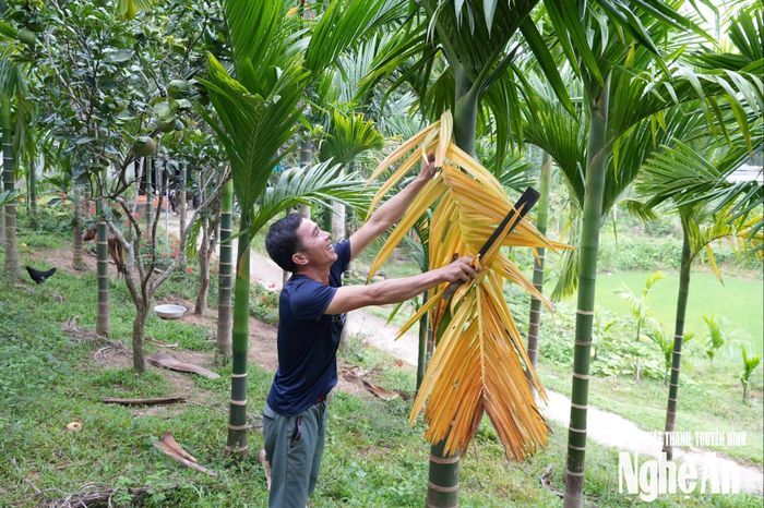 Người dân bản Na Cày phấn khởi chăm sóc cây cau sau một vụ mùa thắng lợi. Ảnh: K.L