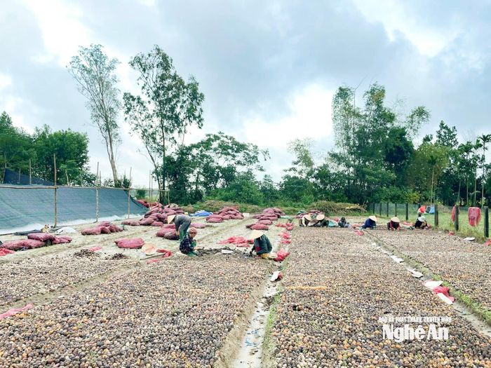 Cau chủ yếu được thương lái thu mua, nhập cho các đầu nậu, sấy khô và xuất bán sang Trung Quốc. Ảnh: T.P