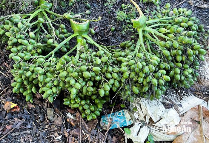 Giá cau tăng cao kỷ lục, lên mức 85.000 - 90.000 đồng/kg. Ảnh: T.P