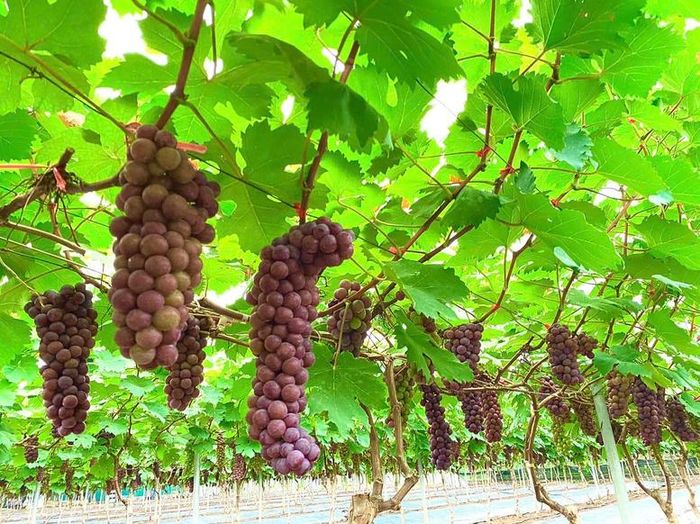 Vườn nho trĩu quả của Hợp tác xã Sinh Phát. Ảnh: VGP/Thiện Tâm