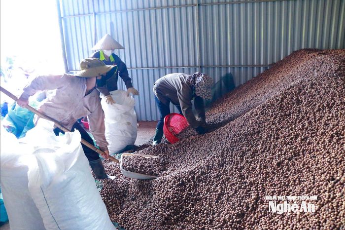 Các xưởng thu mua, chế biến bo bo tạo việc làm thời vụ cho hàng trăm lao động địa phương. Ảnh: T.P