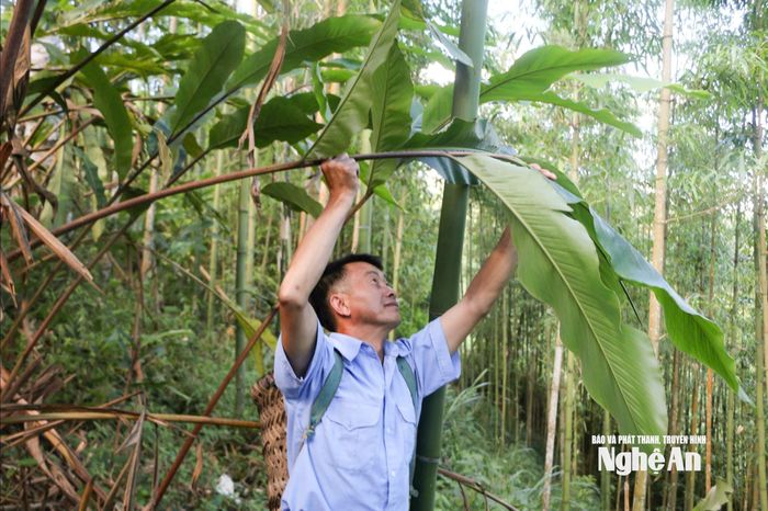 Người dân bản Pà Khốm, xã Tri Lễ thu hái bo bo trên vườn đồi. Ảnh: K.L