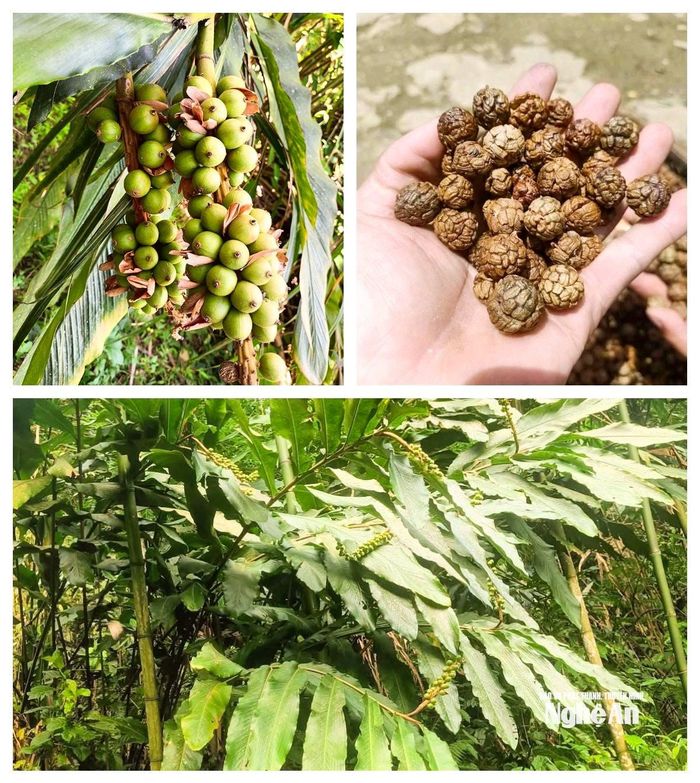 Hiện các địa phương miền núi cao Nghệ An đang vào mùa thu hái bo bo. Ảnh: T.P