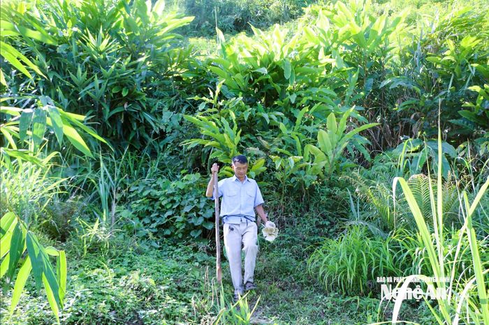Bo bo được trồng ngay sau vườn rừng thành vùng tập trung ở xã Tri Lễ. Ảnh: T.P