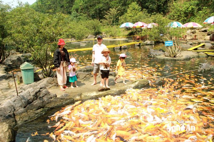 Bạn muốn trải nghiệm du lịch sinh thái, được tận mắt xem những đàn cá dưới khe nước trong vắt, hãy đến với suối cá vàng Khe Tọ trên địa bàn xã Nghĩa Đàn (huyện Nghĩa Đàn cũ). Ảnh: Quang An