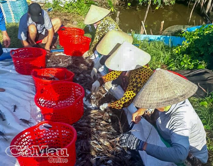Thu hoạch tôm càng xanh tại ấp Xẻo Gừa, xã Ninh Thạnh Lợi.