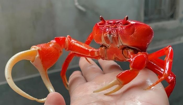 Anh Lộc cho biết màu sắc của cua cảnh được quyết định một phần bởi nguồn nước, chất đất. (Ảnh: NVCC)