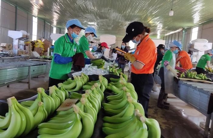 Sơ chế chuối tươi xuất khẩu tại Công ty CP Hoàng Anh Gia Lai