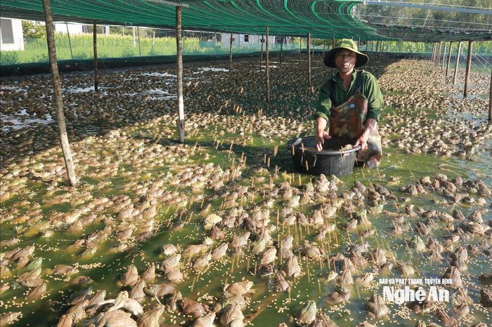 Mỗi ngày cho ăn 2 cữ, thức ăn cũng đa dạng, từ cám viên đến các phụ phẩm nông nghiệp. Ảnh: T.P