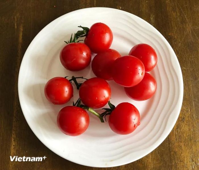  Cà chua. (Ảnh: Vietnam+) 