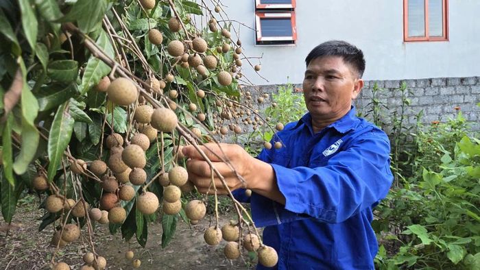 Ông Trần Văn Mý - Giám đốc HTX cây ăn quả đặc sản Quyết Thắng - đơn vị đang sản xuất hơn 30 ha nhãn theo quy trình VietGap, đã được cấp mã vùng trồng. Ảnh: Duy Hưng.