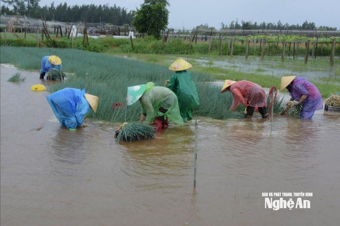 Thu hoạch hành lá chạy mưa lũ. Ảnh: T.P