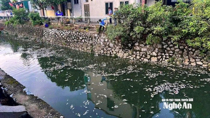 Lực lượng chức năng được huy động để thu gom cá chết. Ảnh: P.V