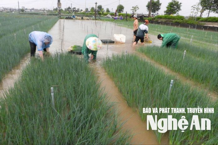 Nông dân tất bật nhổ hành. Ảnh: T.P
