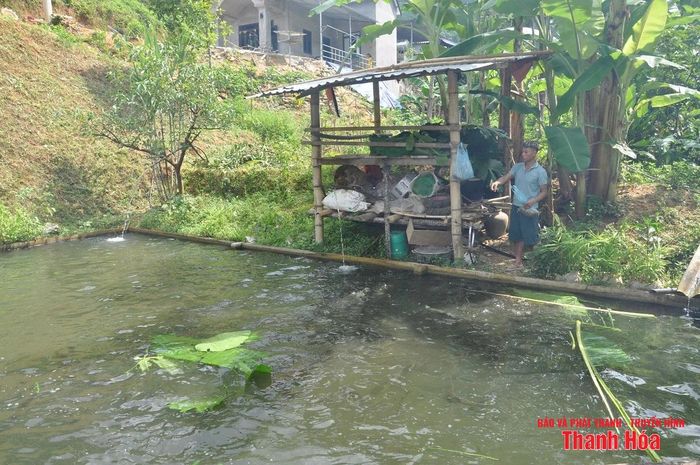 Một hộ dân bản Pượn nuôi cá Dầm xanh trong bể xi măng.
