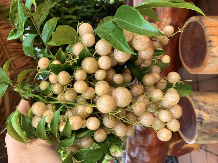 Mác mật trong tiếng Tày, Nùng “mác” có nghĩa là quả, “mật” là ngọt, gọi chung lại có nghĩa là “quả ngọt”. Đây là 1 loại cây đặc hữu, gắn bó mật thiết với đời sống và văn hóa của người dân Cao Bằng, cây cho lá thơm, quả ngọt, là “linh hồn” của nhiều món ăn nổi tiếng làm nên tên tuổi ẩm thực vùng cao.