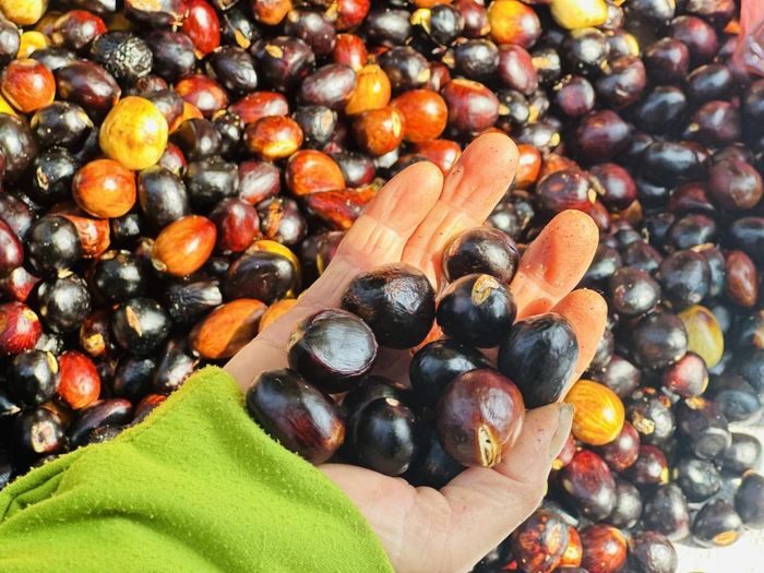 Cứ mỗi độ tháng 7, tháng 8 hằng năm, tại các chợ phiên ở Cao Bằng có bày bán mác noạng - loại quả có hình tròn, màu đen, vỏ nhẵn, trong ruột có màu vàng, còn tên gọi khác là quả sảng, trôm quý, hạt mắt phượng, trứng gà rừng, hạt mề gà.