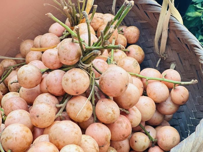 Quả dâu da còn được gọi là quả “mác phầy”, chỉ có ở tháng 7 và tháng 8 hằng năm. Dâu da còn gọi là dâu đất, dâu da rừng mọc tự nhiên ở vùng rừng núi của một số tỉnh miền núi phía Bắc, trong đó có Cao Bằng. Dâu da rừng có hai loại đỏ và trắng hơi ngả vàng. Dâu da sau khi thu hoạch được buộc thành từng chùm, đem bán tại các chợ phiên, chợ truyền thống với giá từ 5 - 10 nghìn đồng/chùm. Dâu da có thể ăn trực tiếp và cũng có thể dùng để nấu canh chua hoặc đem ngâm với đường làm siro để pha trà.