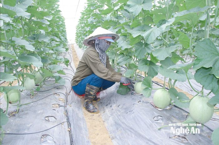 Mô hình nông nghiệp công nghệ cao tại xã Lam Thành có hiệu quả kinh tế cao. Ảnh: Mai Hoa