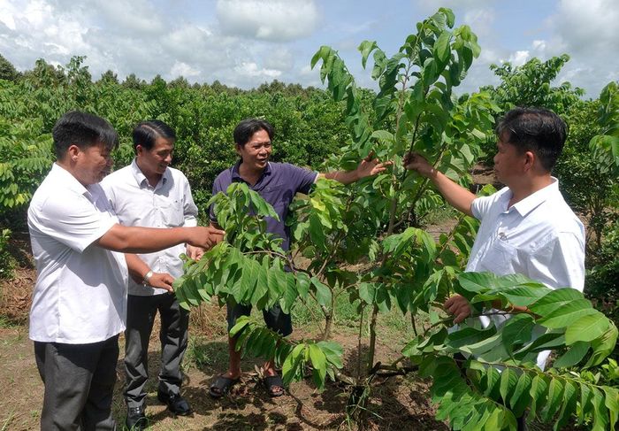 Mô hình chuyên canh cây ăn trái của anh Lê Văn Chớp, ngụ ấp Hòa Lộc, cho thu nhập hơn 1 tỷ đồng/năm.