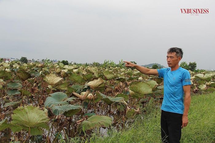 Anh Vũ Văn Đoàn giới thiệu về các loại sen với phóng viên.