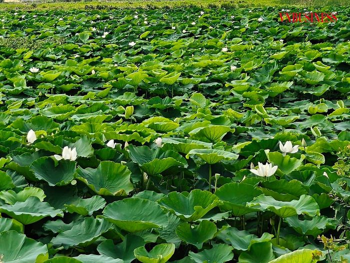 Những đầm sen xanh mát trải dài ở xã Kiến Thụy.