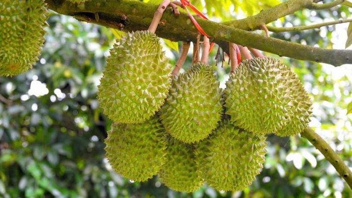 Giá sầu riêng hôm nay 23/8: Thị trường biến động, sầu Thái tiếp tục tăng