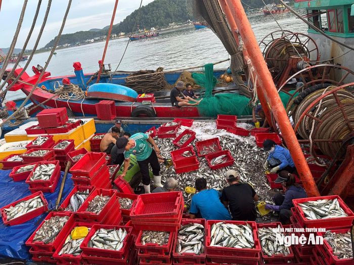 Nhiều tàu, thuyền của ngư dân Cửa Lò đánh bắt xa bờ đã cập cảng, mang theo nhiều hải sản có giá trị. Ảnh: T.P