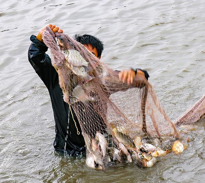 Lưới cá đồng trên dòng sông La Ngà (Ảnh: N. Lân)