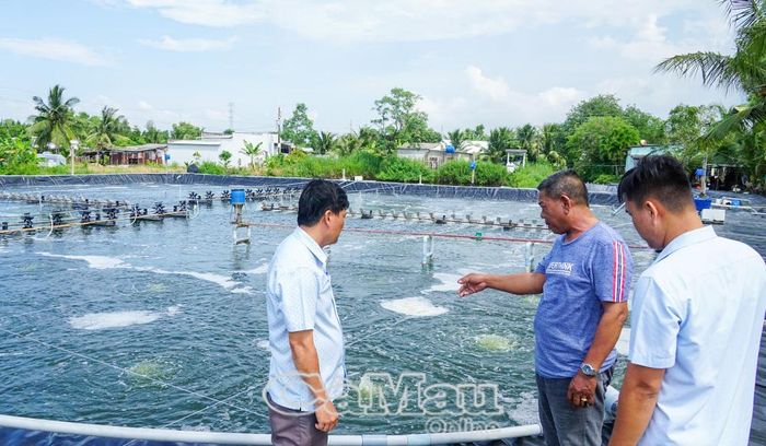 Mô hình nuôi tôm siêu thâm canh cho thu nhập cao ở xã Lương Thế Trân.