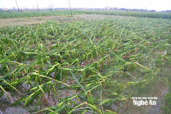Nhiều diện tích ngô ở xã Diễn Châu bị gãy đổ do bão số 5 Ảnh: Xuân Hoàng