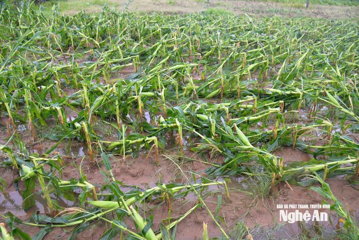 Phần lớn ngô hè thu đang giai đoạn chắc hạt đã bị gió bão thổi gãy ngang cây. Ảnh: Xuân Hoàng
