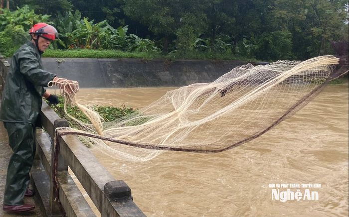 Người dân đội mưa quăng chài bắt cá tại sông Dinh xã Yên Thành trong ngày lũ. Ảnh: Văn Trường